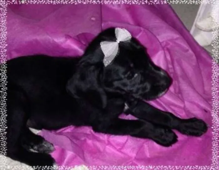Cachorro ra a vira lata idade 2 a 6 meses nome pretinha