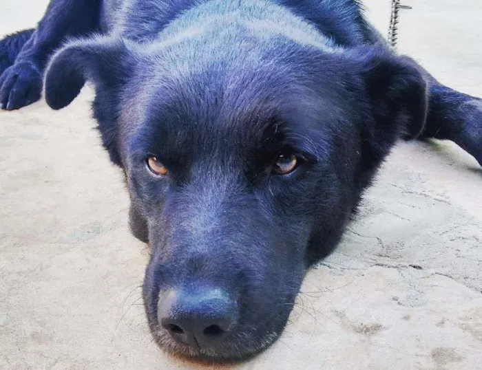 Cachorro ra a SRD idade 3 anos nome MAX