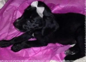 Cachorro raça vira lata idade 2 a 6 meses nome pretinha