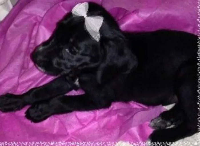 Cachorro ra a vira lata idade 2 a 6 meses nome pretinha