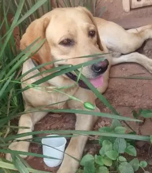 Cachorro raça Labrador idade  nome Belo