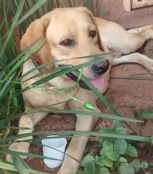 Cachorro ra a Labrador idade  nome Belo