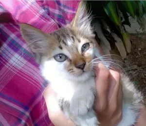 Gato raça SRD idade 2 a 6 meses nome Gatinha