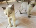 gatinhos