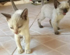 Gato raça Siamês  idade Abaixo de 2 meses nome gatinhos
