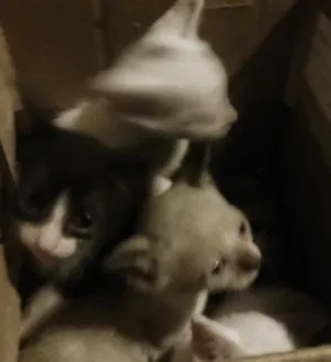 Gato raça  idade Abaixo de 2 meses nome Sem nome