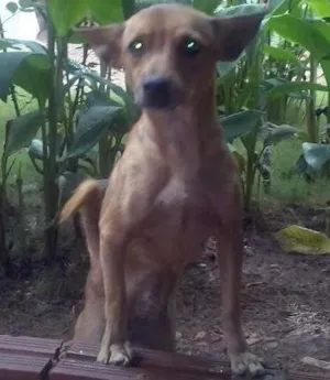Cachorro raça SRD idade 1 ano nome Akira