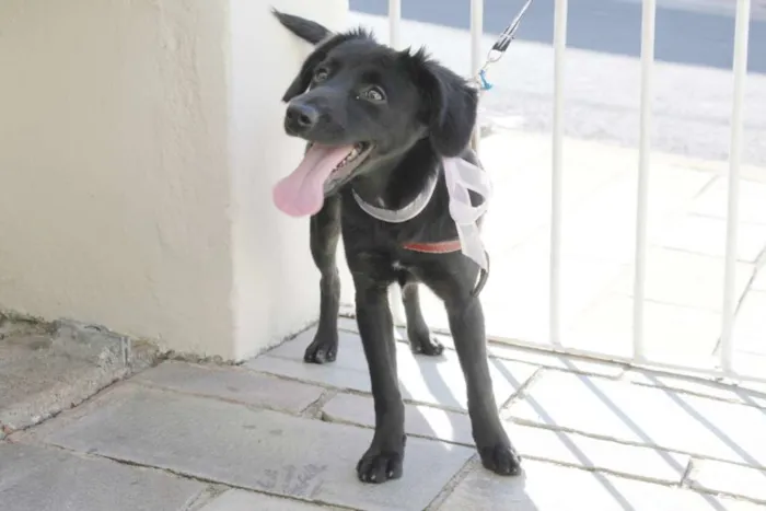 Cachorro raça Vira lata mestiço idade  nome Pretinha
