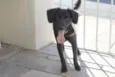 Pretinha