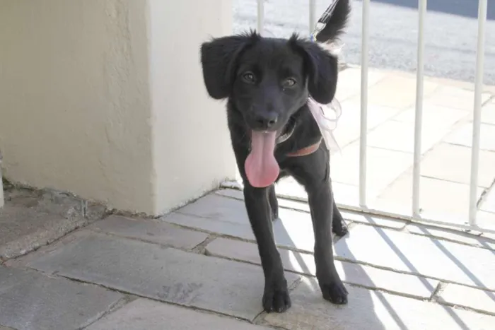 Cachorro raça Vira lata mestiço idade  nome Pretinha