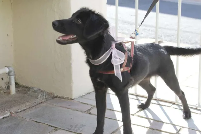 Cachorro raça Vira lata mestiço idade  nome Pretinha