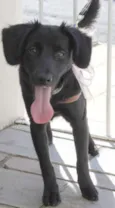 Pretinha