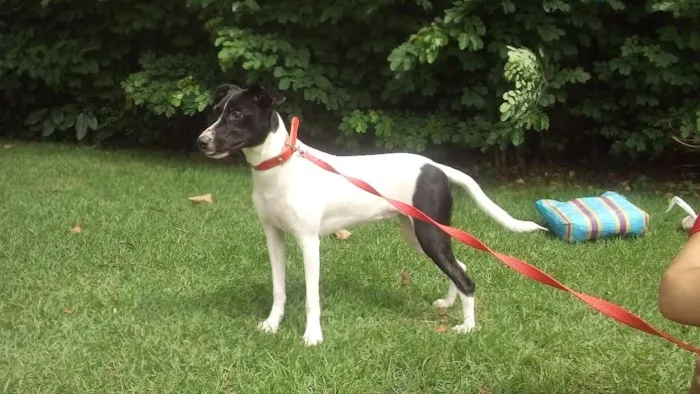 Cachorro ra a SRD idade 7 a 11 meses nome Molly
