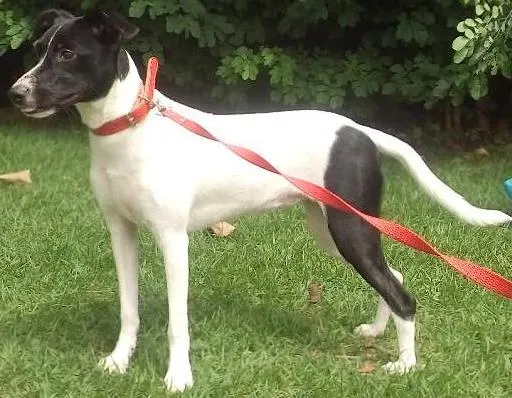 Cachorro ra a SRD idade 7 a 11 meses nome Molly