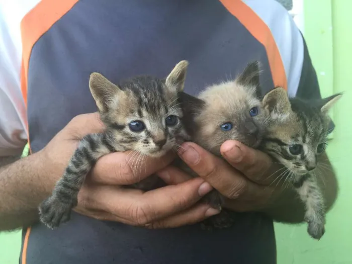 Gato ra a Não sei  idade Abaixo de 2 meses nome Gatinhos Bebês