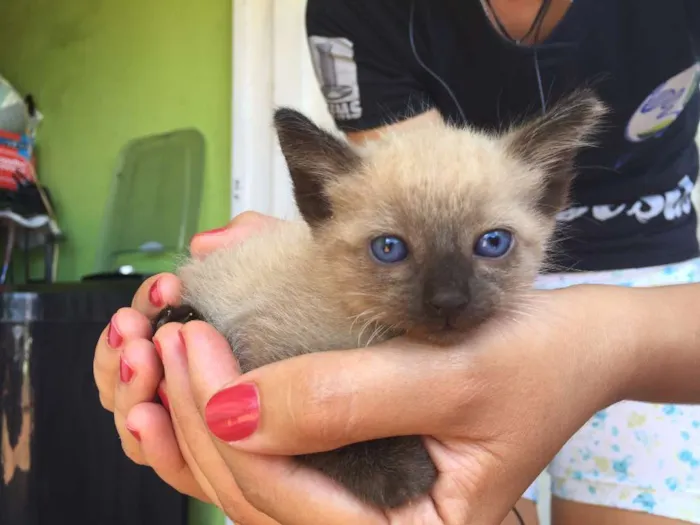 Gato ra a Não sei  idade Abaixo de 2 meses nome Gatinhos Bebês