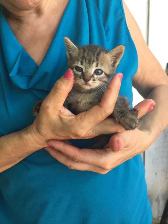 Gato ra a Não sei  idade Abaixo de 2 meses nome Gatinhos Bebês