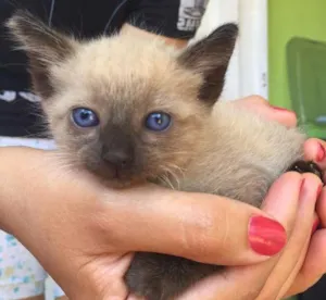 Gato raça Não sei  idade Abaixo de 2 meses nome Gatinhos Bebês