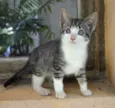 rajá