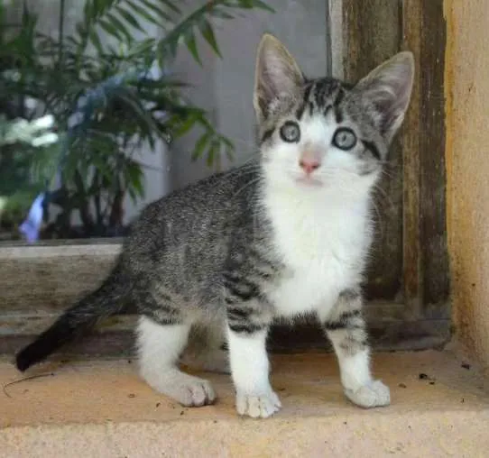 Gato ra a  idade 2 a 6 meses nome rajá