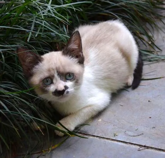 Gato ra a ni idade 2 a 6 meses nome Fuça
