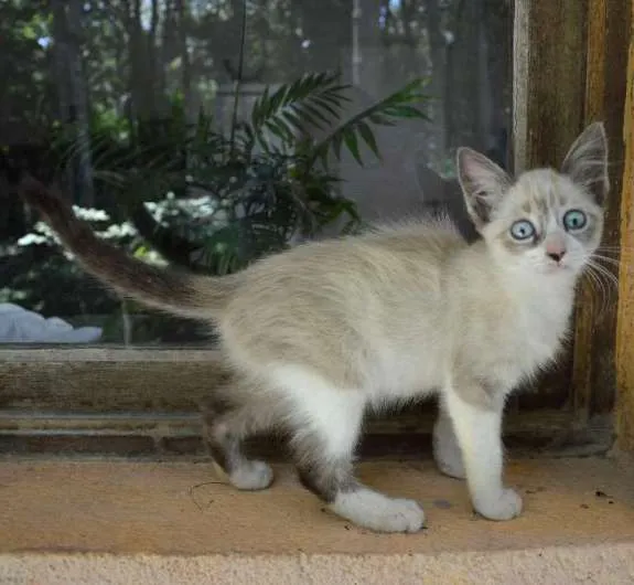 Gato ra a ni idade 2 a 6 meses nome Pitanga