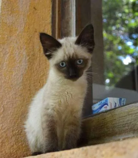 Gato ra a ni idade Abaixo de 2 meses nome Gisele