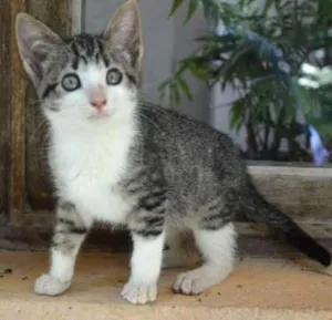 Gato raça  idade 2 a 6 meses nome rajá