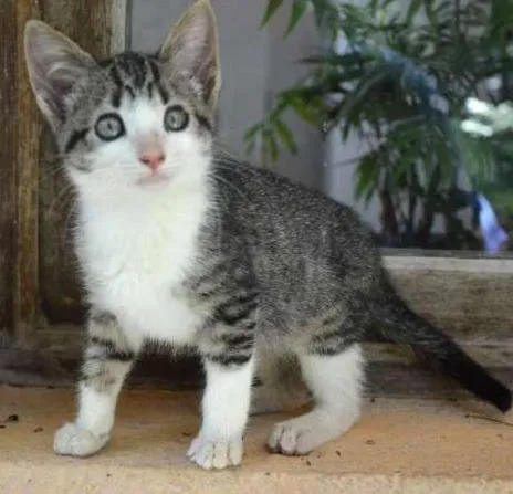 Gato ra a  idade 2 a 6 meses nome rajá