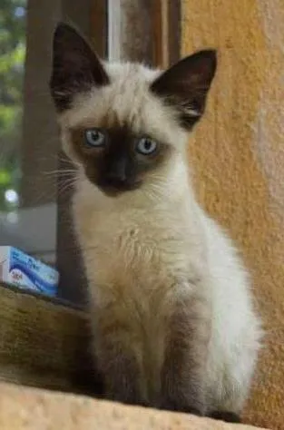 Gato ra a ni idade Abaixo de 2 meses nome Gisele