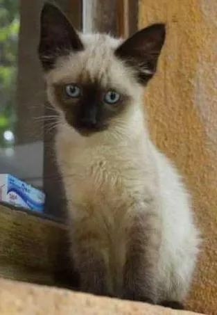 Gato ra a ni idade Abaixo de 2 meses nome Gisele