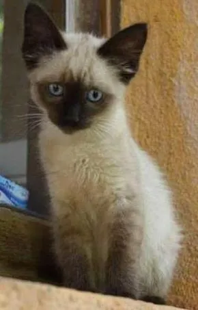 Gato raça ni idade Abaixo de 2 meses nome Gisele