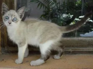 Gato raça ni idade 2 a 6 meses nome Pitanga