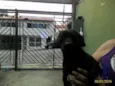 Belinha
