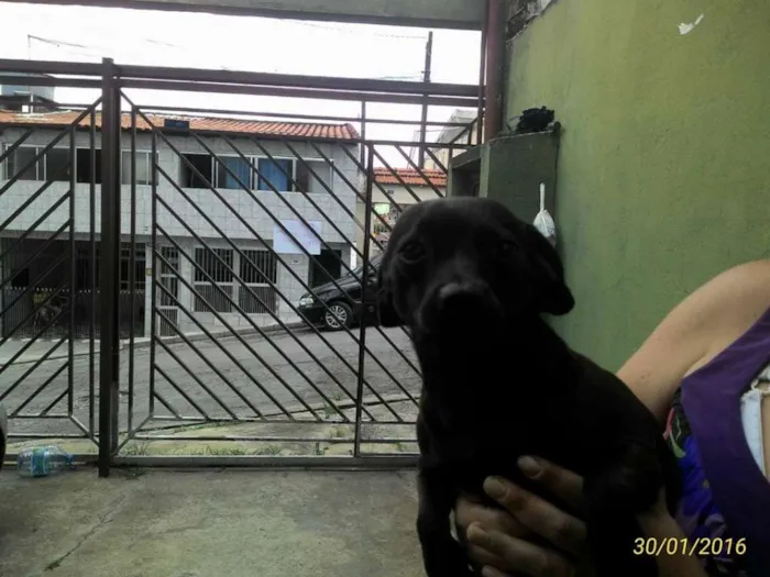 Cachorro ra a pinscher com pug idade 1 ano nome Belinha
