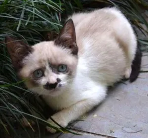 Gato raça ni idade 2 a 6 meses nome Fuça