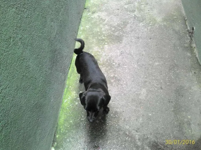 Cachorro ra a pinscher com pug idade 1 ano nome Belinha