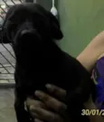 Belinha