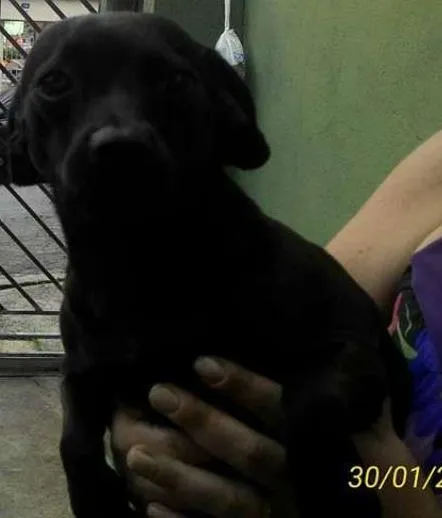 Cachorro ra a pinscher com pug idade 1 ano nome Belinha