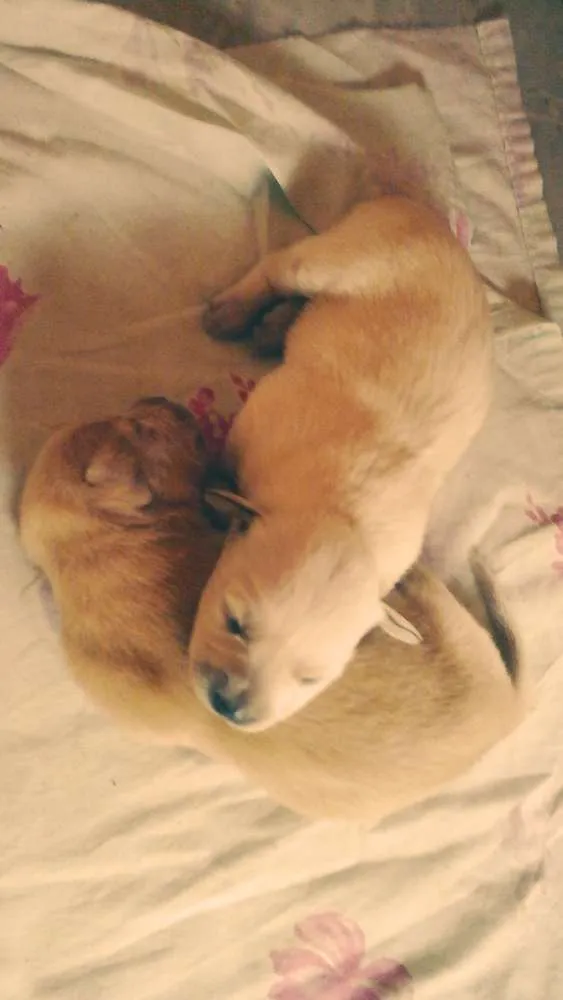 Cachorro raça Vira lata idade Abaixo de 2 meses nome Charlene