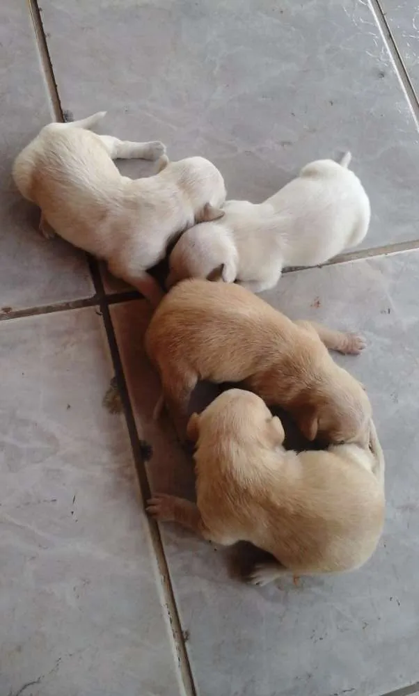 Cachorro raça Vira lata idade Abaixo de 2 meses nome Charlene