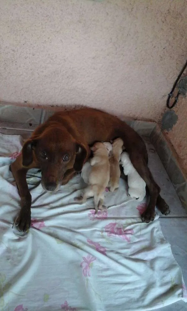 Cachorro raça Vira lata idade Abaixo de 2 meses nome Charlene