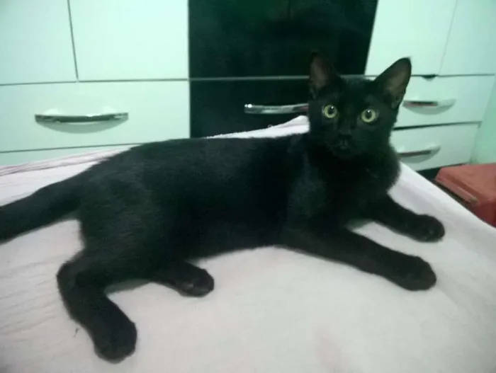 Gato ra a SRD idade 2 a 6 meses nome Sem Nome