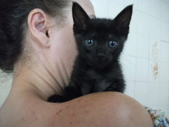Gato ra a SRD idade 2 a 6 meses nome PUPY