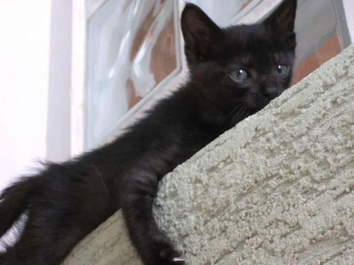 Gato ra a SRD idade 2 a 6 meses nome PUPY