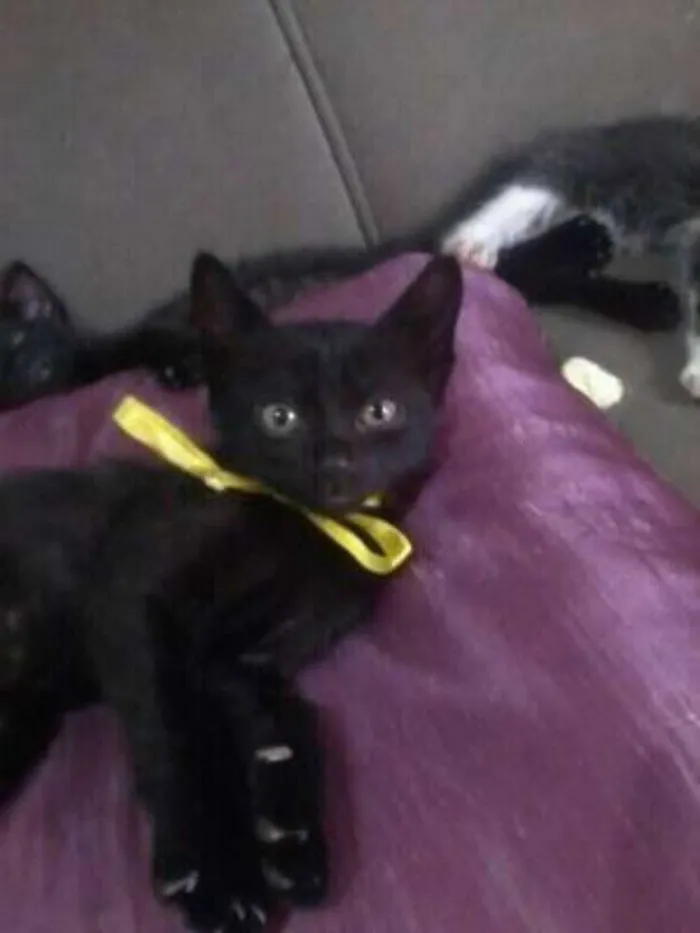 Gato ra a SRD idade 2 a 6 meses nome PUPY