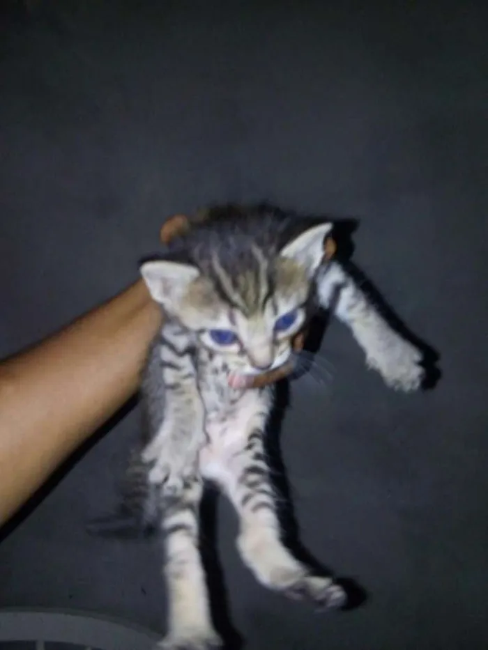 Gato ra a SRD idade Abaixo de 2 meses nome Filhotinhos
