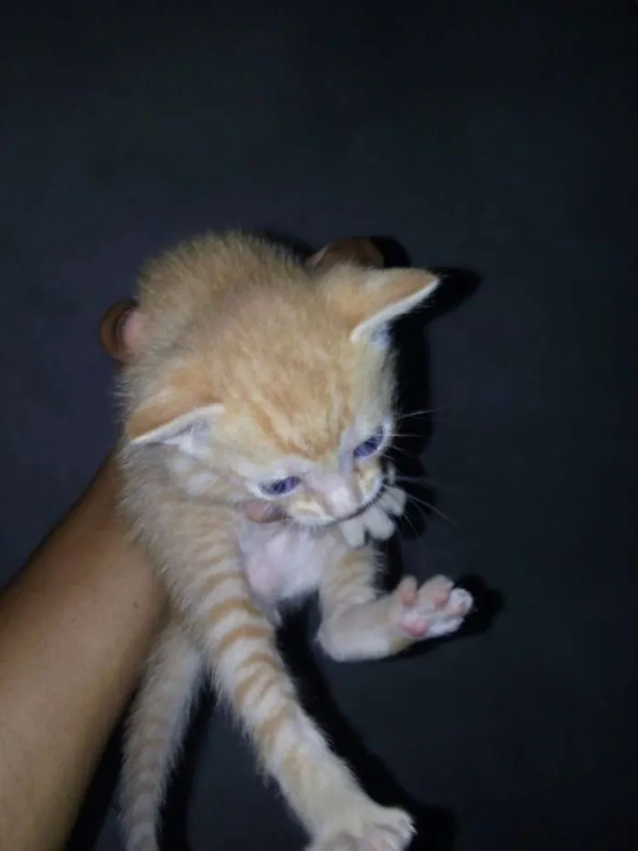 Gato ra a SRD idade Abaixo de 2 meses nome Filhotinhos