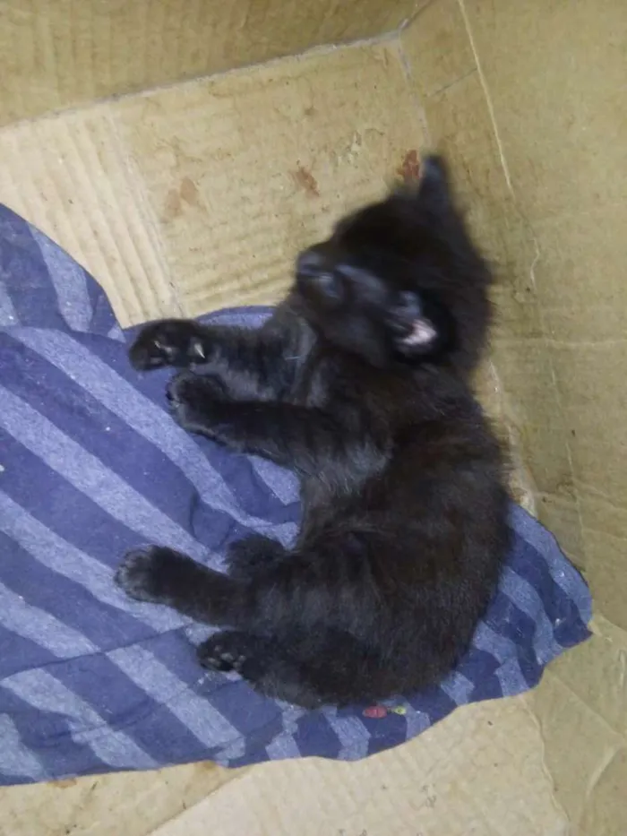 Gato ra a SRD idade Abaixo de 2 meses nome Filhotinhos