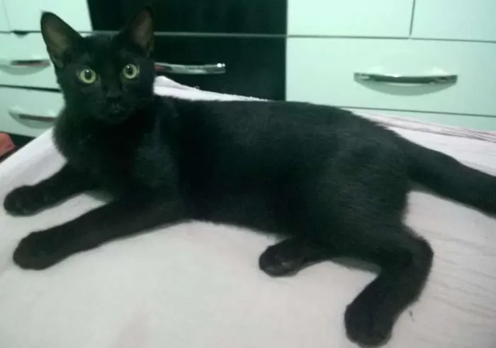 Gato ra a SRD idade 2 a 6 meses nome Sem Nome